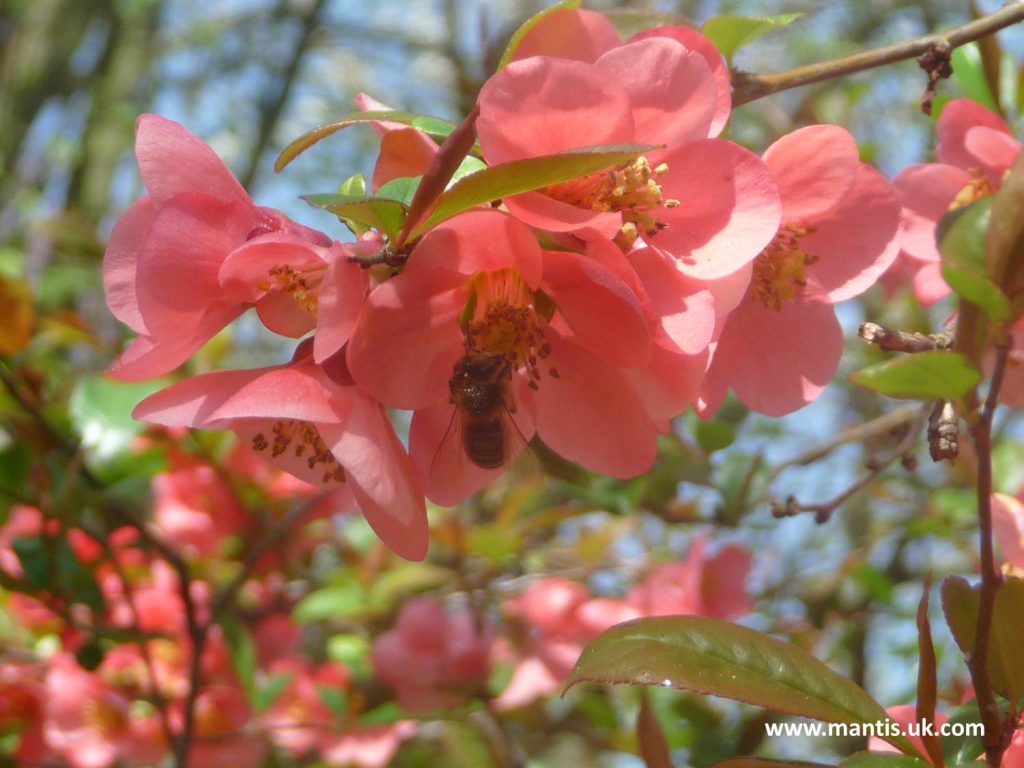 help the beez JAPANESE QUINCE – CHAENOMELES SPECIOSA
