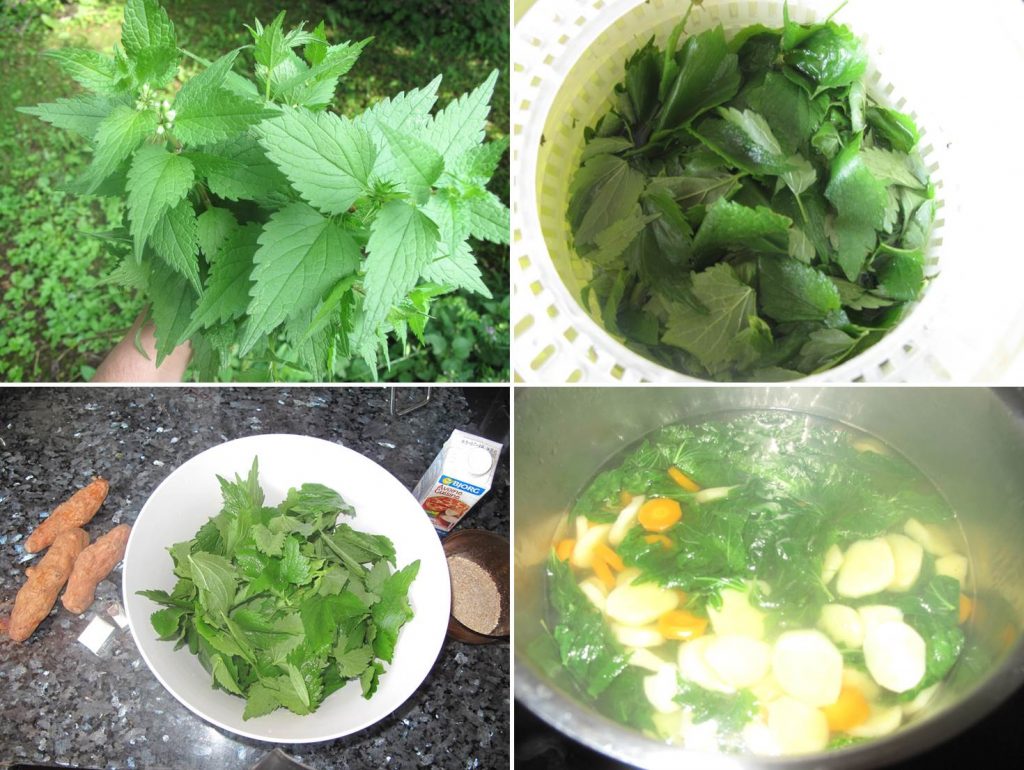 wild plant cooking how to cook a nettle soup