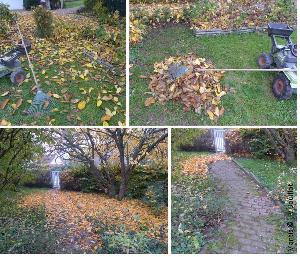 autumn leaves tidy up your garden